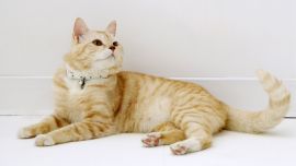 Кот Лежит