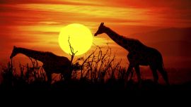 Giraffe Wallpapers HD