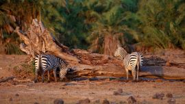 Elephant Wild Animals