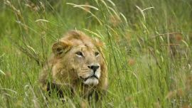 Okavango Delta Botswana