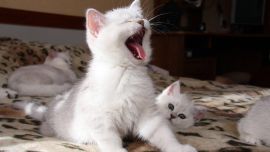 Котята