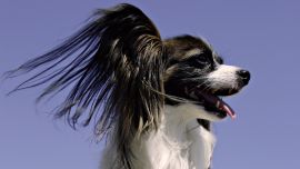 Papillon Dog