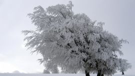 Winter Snow Trees