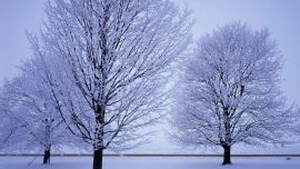 Деревья в Снегу