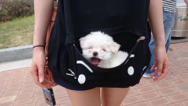 Maltese Pocket