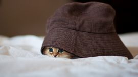 Котенок Милый