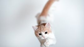 Кошка