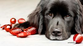 Newfoundland Dog