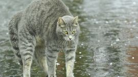 Дождь Кот