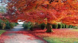 Nature Autumn