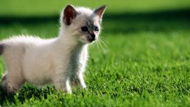 White Kitten