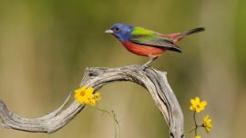 Colorful Birds