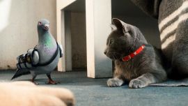 Cats &Amp; Dogs The Revenge Of Kitty Galore