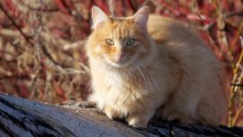 Кошки Природа