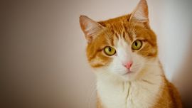 Chat Portrait