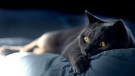 Кошки