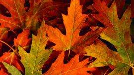 Fall Leaves