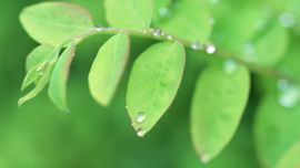 Green Leaves