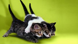 Три Котенка