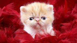 Персидский Котенок