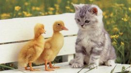 Котенок Привет