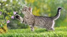 Animals That Walk