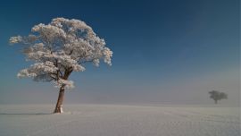 Дерево Снег
