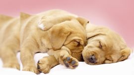 Cute Puppies Sleeping