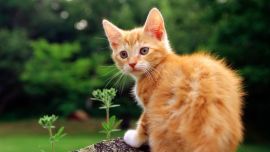 Рыжая Британская Кошка