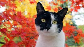 Cat In Leaves