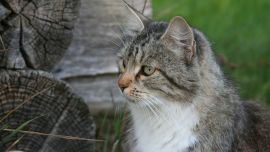 Кошки в Деревне