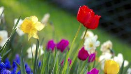 Flower HD