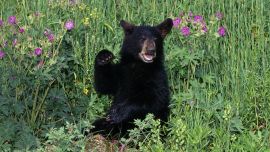 Black Bear Cub