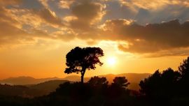 Amazing Tree