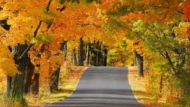 Autumn Road