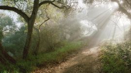 Forest Path