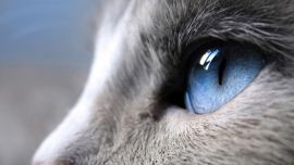 Cat Profile